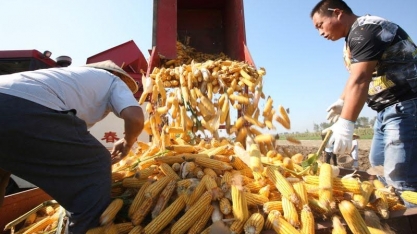 Milho: Brasil deve produzir recorde de 118 mi de t em 2022/23, diz USDA