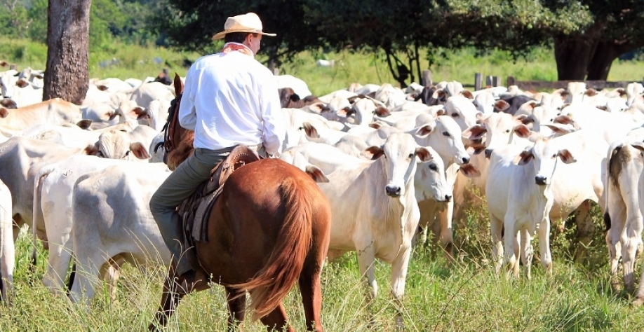 Boi: Análise Conjuntural Agromensal Março/22 Cepea/Esalq/USP