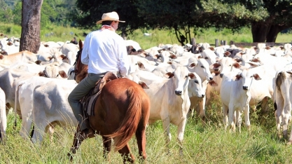 Boi: Análise Conjuntural Agromensal Março/22 Cepea/Esalq/USP