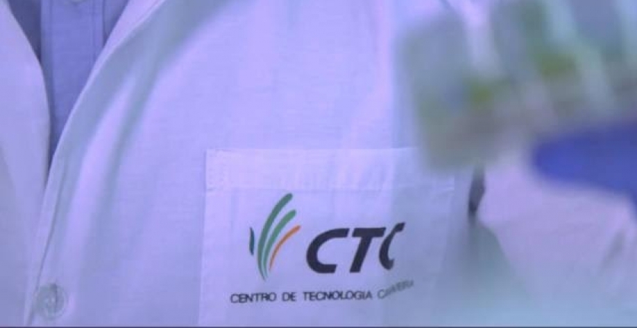 Plantio de cana transgênica quase dobra na nova safra do Brasil, diz CTC 