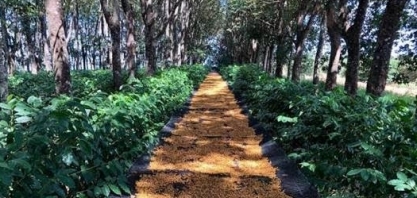 O que significa tornar a produção de alimentos mais sustentável