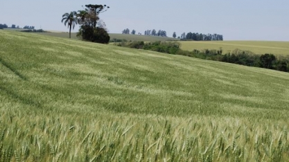 Trigo: Análise Conjuntural Agromensal Março/22 Cepea/Esalq/USP