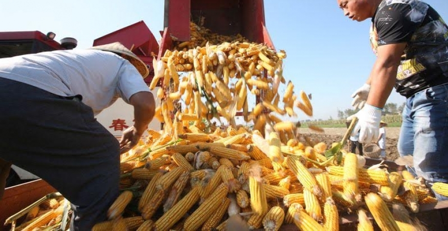 Legenda: Produtores rurais descarregam milho recém-colhido em uma fazenda em Bozhou, na província chinesa de Anhui. Foto Blog Isto É