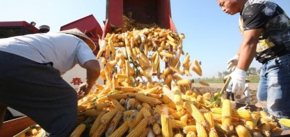 Plantio de milho da China enfrenta atrasos por lockdowns