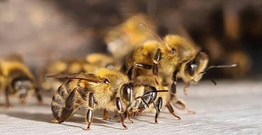 Legenda: Abelhas são vistas em Bogotá, na Colômbia - Juan Barreto - 25.fev.2022/AFP