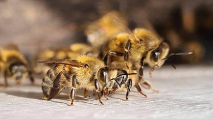 Aquecimento e agricultura intensiva são combinação mortal para insetos