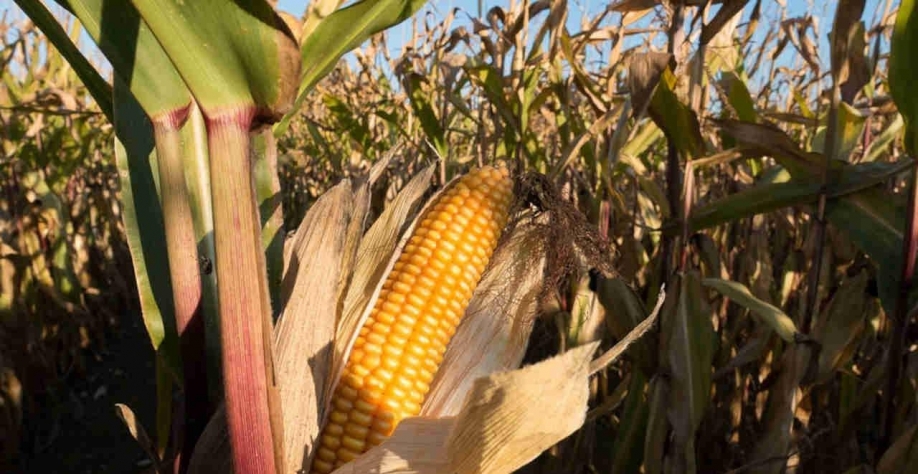 Legenda: Na bolsa de Chicago, os futuros do milho para maio fecharam em alta de 7,25 centavos de dólar a 7,8350 dólares por bushel (Imagem: Pixabay/stux)