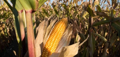 Milho toca máxima em quase 10 anos em Chicago; soja e trigo também sobem