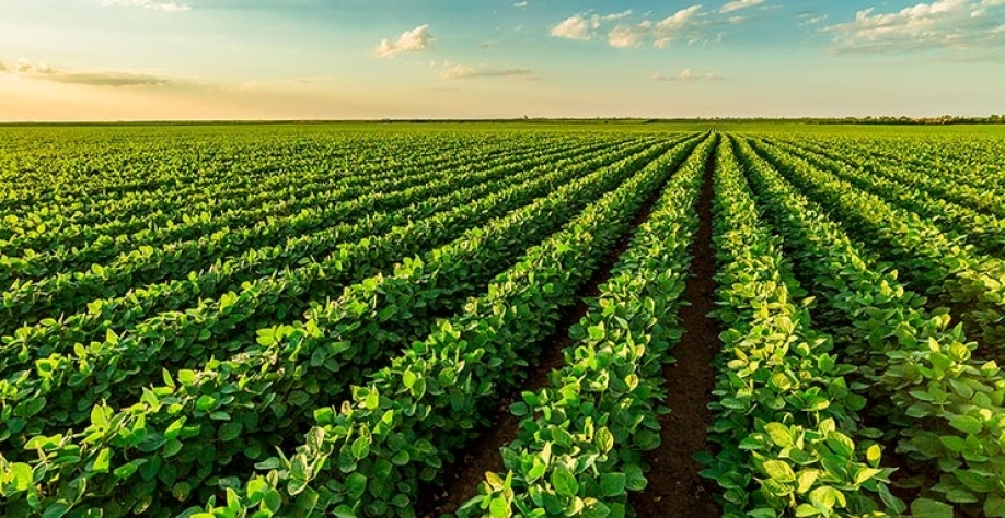 Soja: Análise Conjuntural Agromensal Março/22 Cepea/Esalq/USP