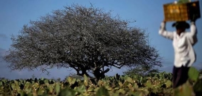 Governo lança medida para tentar aumentar emprego formal no campo
