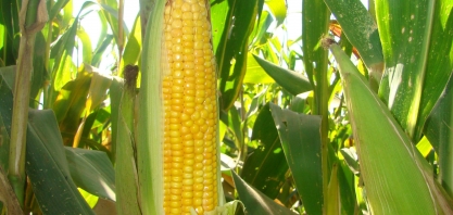 Milho: Análise Conjuntural Agromensal Março/22 Cepea/Esalq/USP