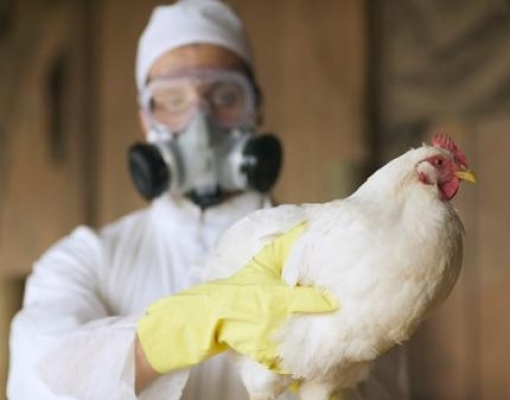  Gripe Aviária:França notifica mais 142 casos da Cepa HPAI; total é de 1.164