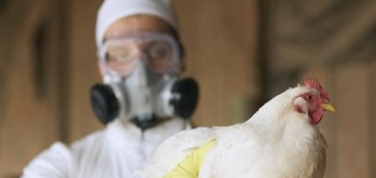  Gripe Aviária:França notifica mais 142 casos da Cepa HPAI; total é de 1.164
