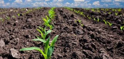 Apesar de preços altos, Paraná reduz área de trigo e retoma aposta no milho 