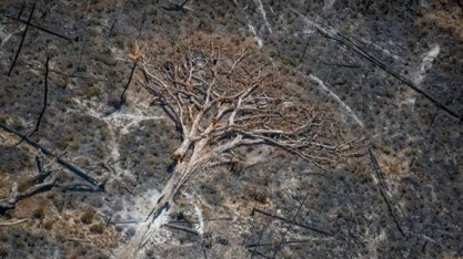 Empresas e ONGs pedem a Biden que aprove US$ 9 bi contra desmatamento