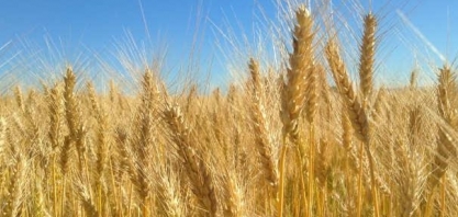 Trigo: Açúcar: Análise Agromensal Conjuntural Abril/22 Cepea/Esalq/USP