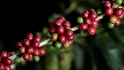 Procafé indica que grãos verdes foram pegos por geadas em algumas áreas
