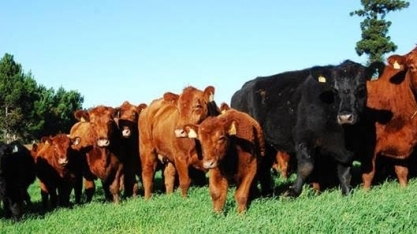 Pecuaristas estão usando mais cereais de inverno na nutrição de bovinos