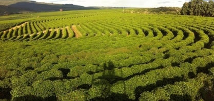 Safra de café será de 54,9 milhões de sacas, +12% ante 2021