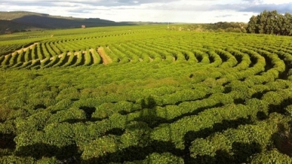 Safra de café será de 54,9 milhões de sacas, +12% ante 2021