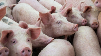 Suínos:Abate indica crescimento da oferta e reforça baixo preço ao produtor