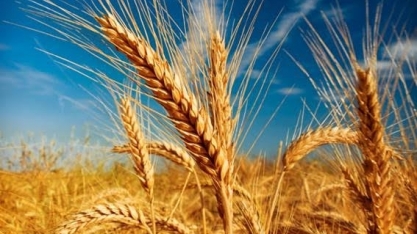 Preço do trigo dispara após Índia suspender exportações