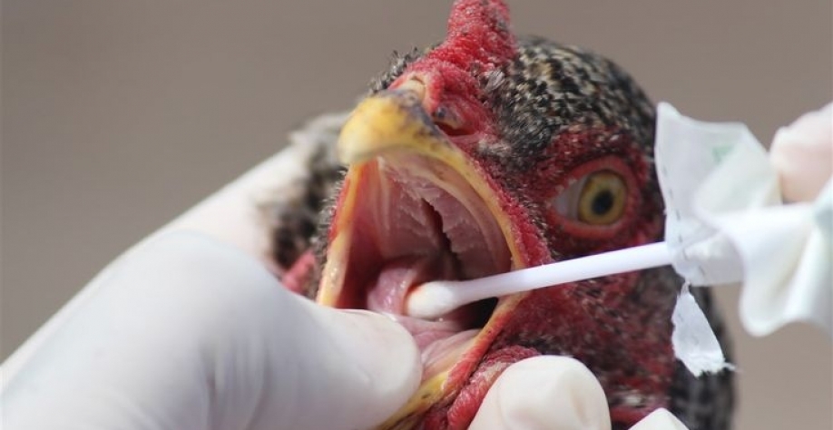 EUA: Surto de Influenza aviária já resultou em abate de 37 milhões de aves