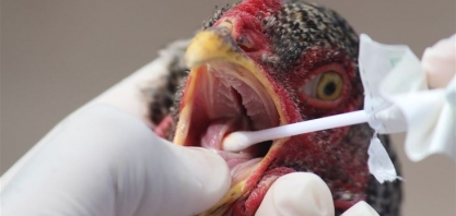 EUA: Surto de Influenza aviária já resultou em abate de 37 milhões de aves