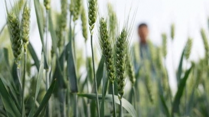 Preço do trigo dispara com embargo indiano e ameaça de seca