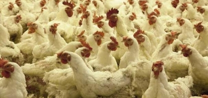 Frango: Exportações do Brasil devem aumentar em 9% em 2022, diz USDA