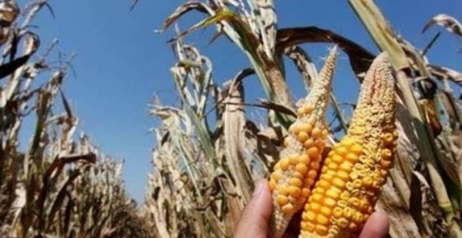 AgRural reduz safra de milho em 5 mi de t e vê impacto na exportação