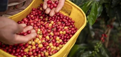 Produção colombiana de café cai 7% em abril e acumula sete meses de queda