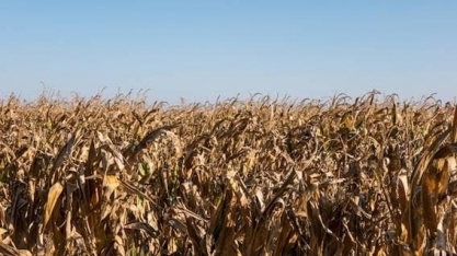 MT tem perda irreversível de 4 milhões de toneladas em milho 2ª safra