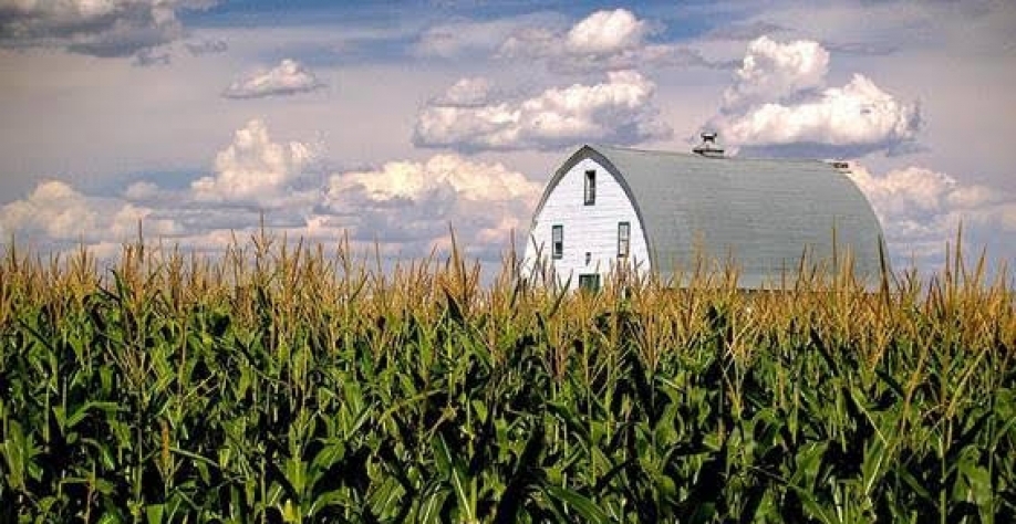  Milho/EUA: Plantio atraso amplia risco de safra menor