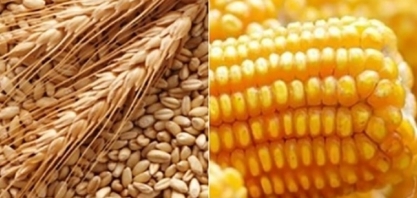 Oferta de trigo e milho encolherão com clima ameaçando safras dos EUA