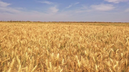 Exportação de trigo cresce no 1º quadrimestre e supera volume de todo 2021
