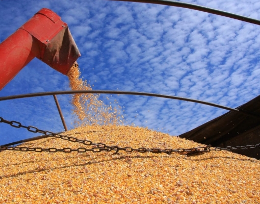 Produção de milho será maior e exportação aumenta, mas estoque recua