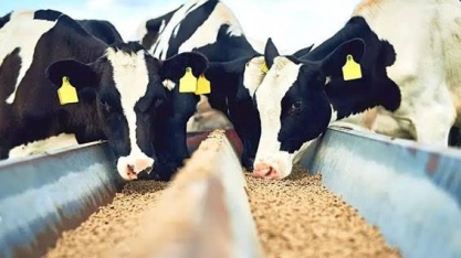 Sindirações projeta crescimento de 3,5% na produção de ração animal em 2022