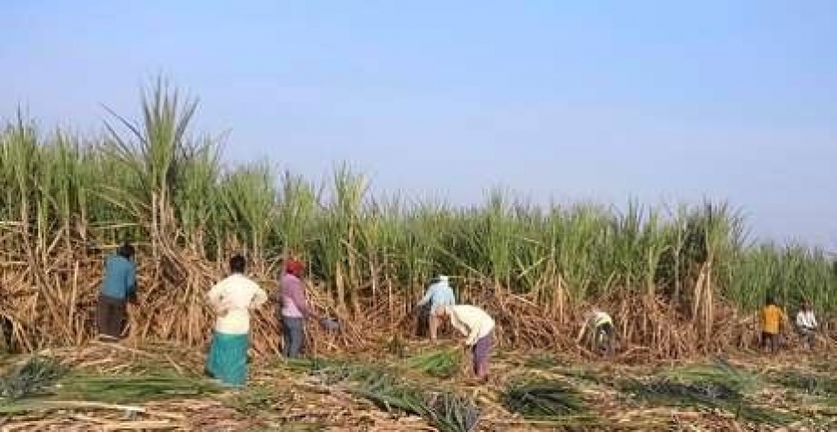Legenda: Safra indiana 22/23 de açúcar deverá ser boa novamente, como do Brasil e da Tailândia (Imagem: Reuters/Rajendra Jadhav)