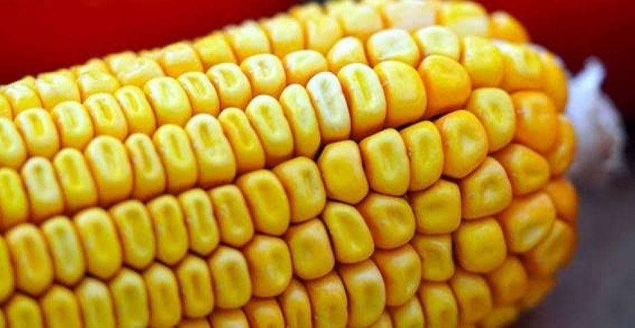 Legenda: Em relação ao milho verão, a safra paulista deve alcançar 2,185 milhões de toneladas (+4,2%), em uma área plantada de 332 mil hectares (-0,4%) (Imagem: Pixabay/matthiasboeckel)