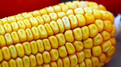 SP deve colher safra de milho de inverno 64% maior em 2021/22