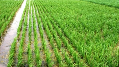 Arroz: Açúcar: Análise Agromensal Conjuntural Abril/22 Cepea/Esalq/USP