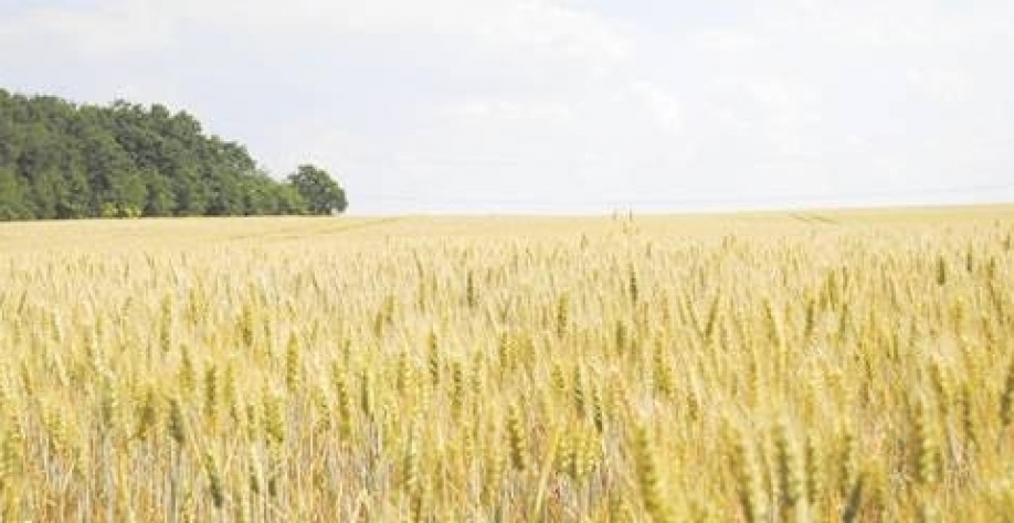 Área plantada de trigo em São Paulo deve recuar 9,1%