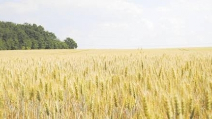 Área plantada de trigo em São Paulo deve recuar 9,1%