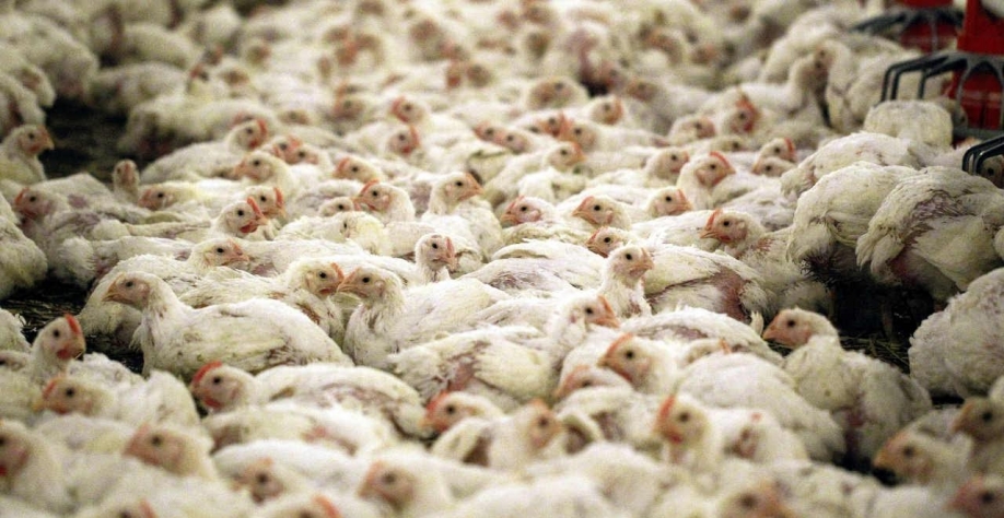  Frango: Açúcar: Análise Agromensal Conjuntural Abril/22 Cepea/Esalq/USP