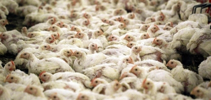  Frango: Açúcar: Análise Agromensal Conjuntural Abril/22 Cepea/Esalq/USP