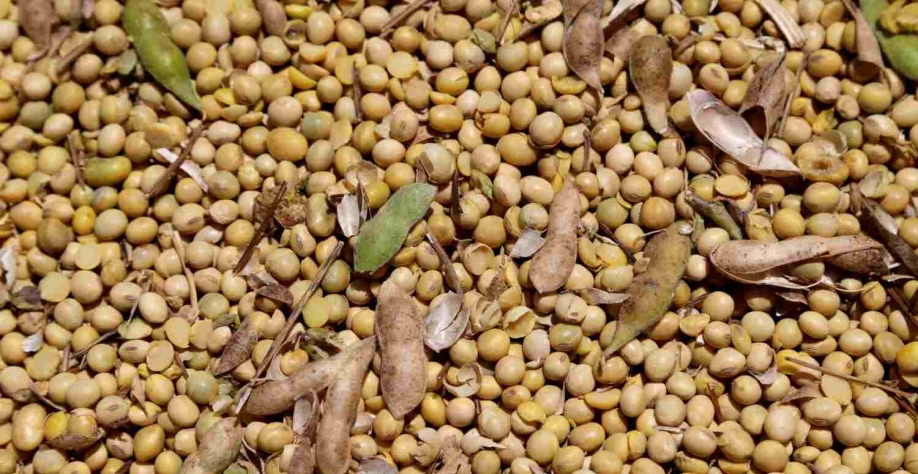 Embrapa lançará soja resistente a estresse hídrico na Bahia