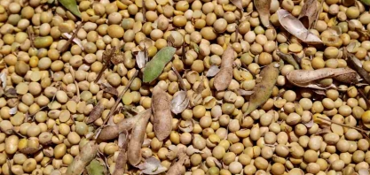 Embrapa lançará soja resistente a estresse hídrico na Bahia