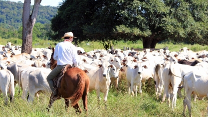 Arroba deve ficar entre R$ 330 e R$ 340 este ano, diz ABCZ