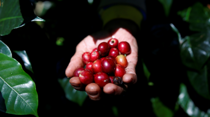 Conab reduz previsão de safra de café arábica do Brasil 